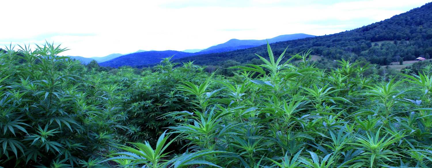 A hemp field with the Vermont mountains in the background. Luce Farm is a historic agricultural site that's now a Vermont hemp farm.