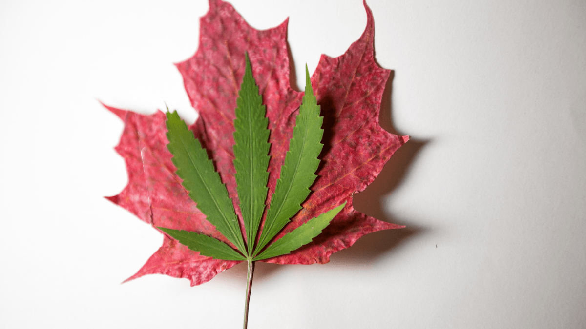 A photo of a hemp leaf on top of a red maple leaf, symbolizing Canadian hemp.